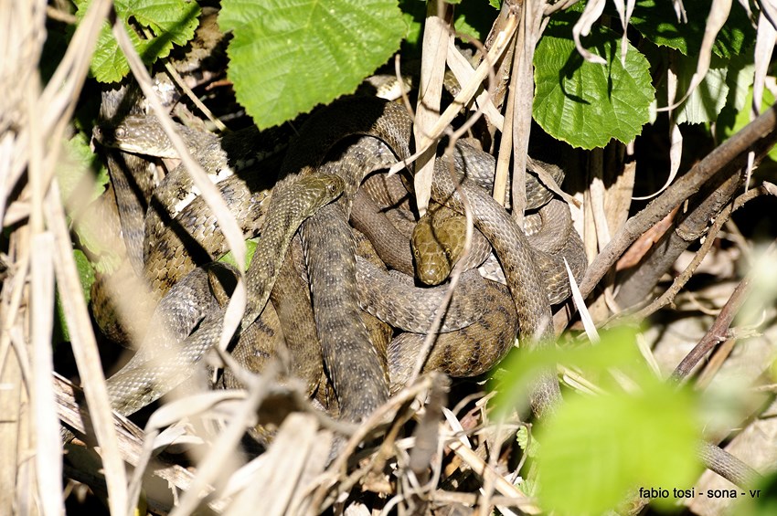 Natrix tessellata: famiglia allargata o famiglia stipata?